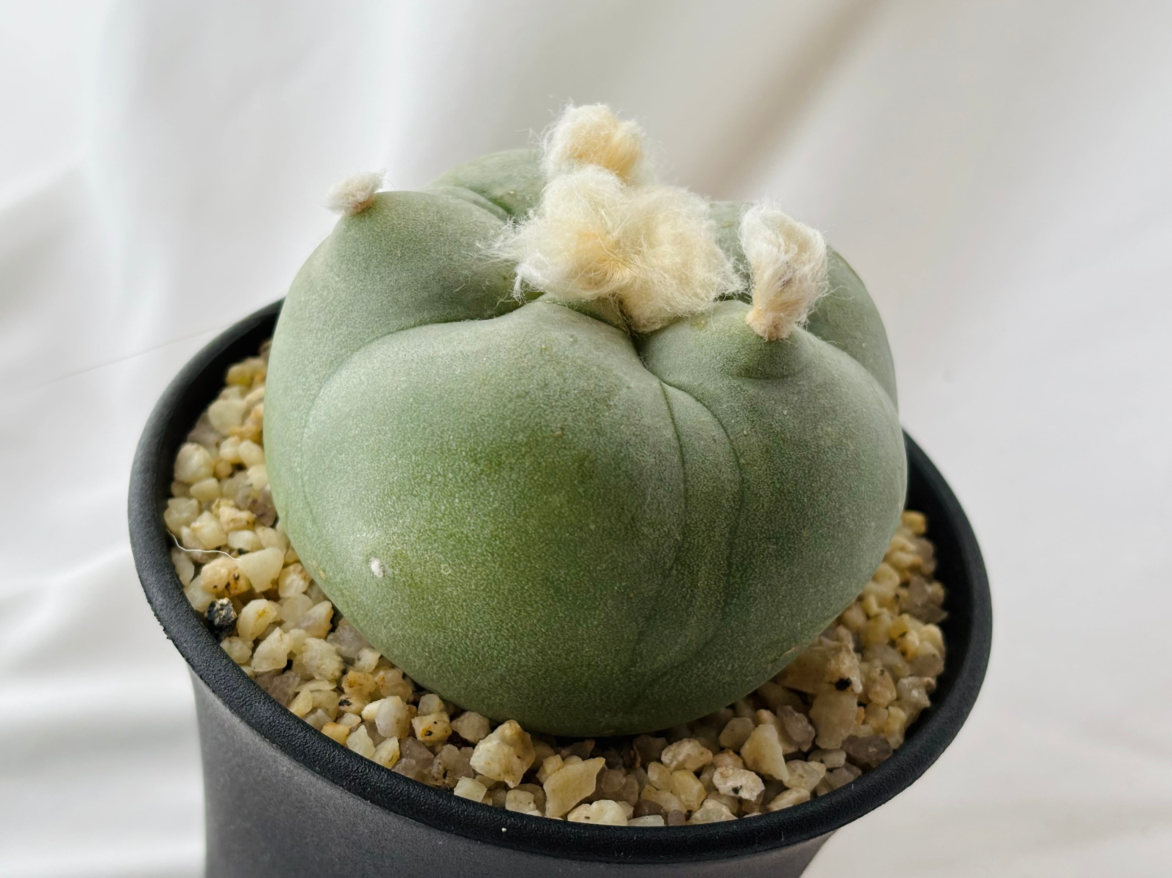Lophophora diffusa ロフォフォラ 翆冠玉 大疣タイプ サボテン