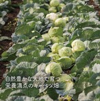 カレー餃子 18個入 自家製みそダレ付き