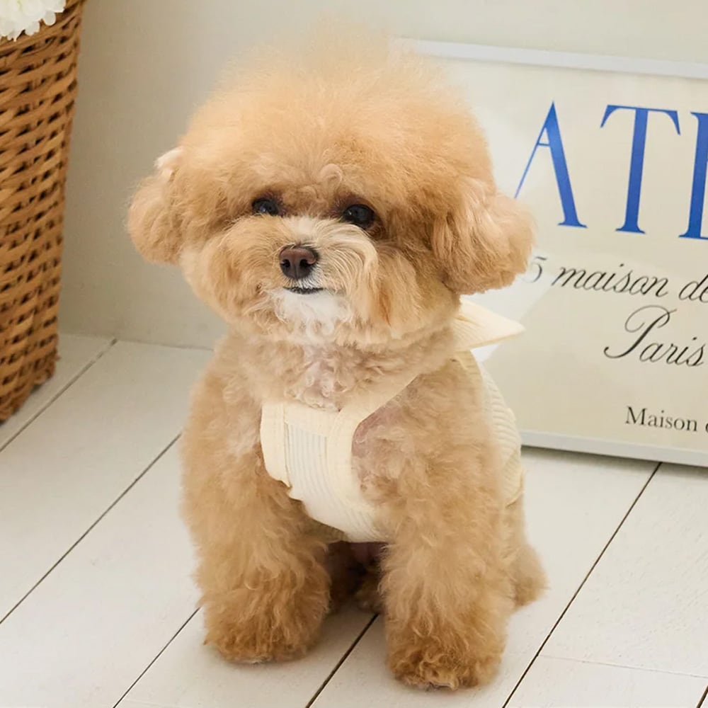 BENNYS リボニークロップトップ リボン ドッグウェア ペットウェア 犬