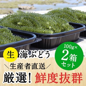 【100g×2個セット】沖縄 南城市産 朝採れ生海ぶどうA級品