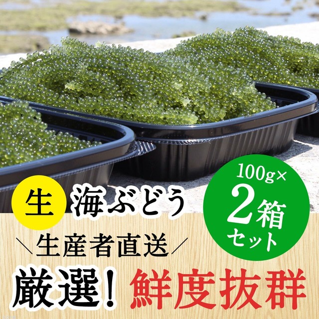 【100g×2個セット】沖縄 南城市産 朝採れ生海ぶどうA級品}