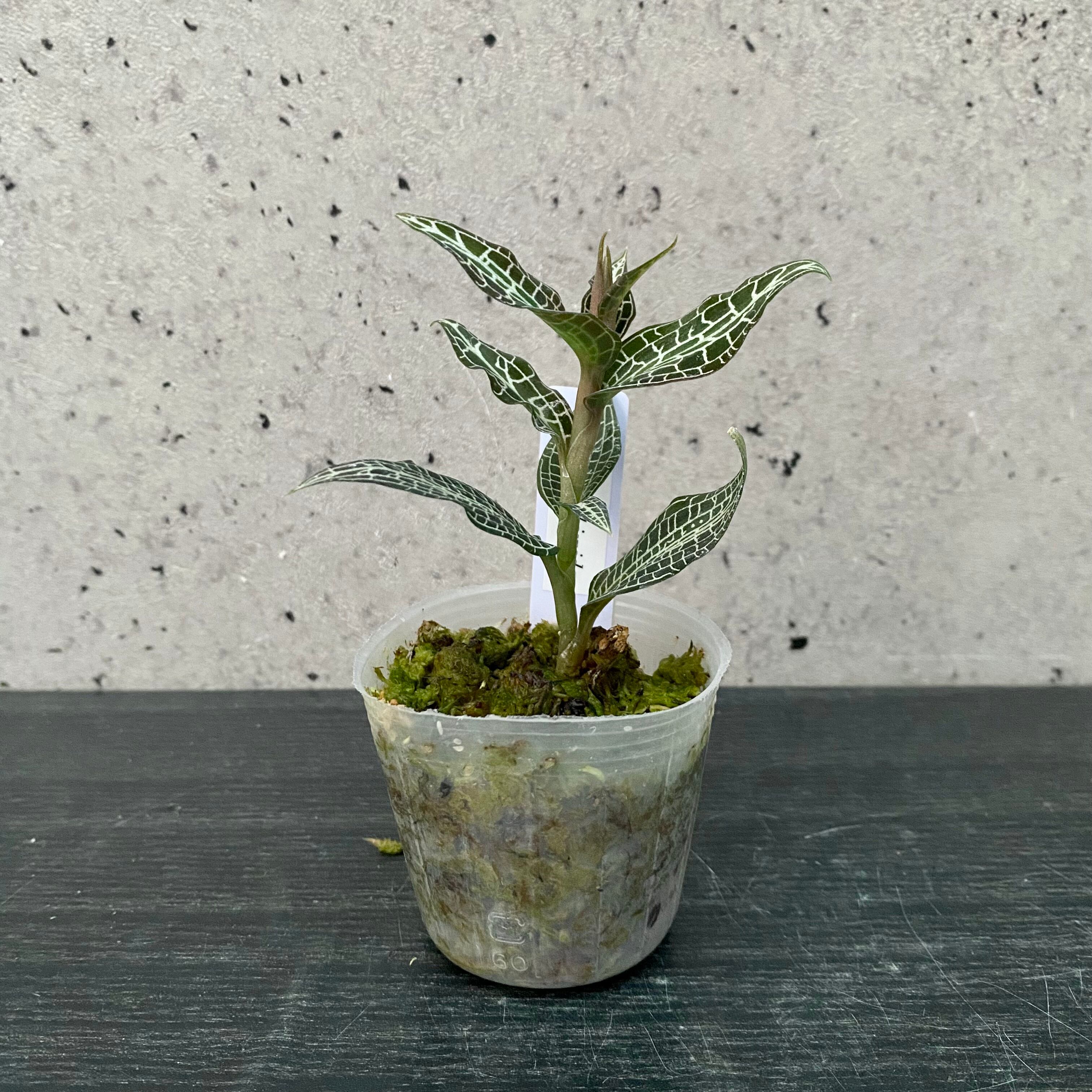 ジュエルオーキッド 『Goodyera hispida』 | Planet Plants プラネット