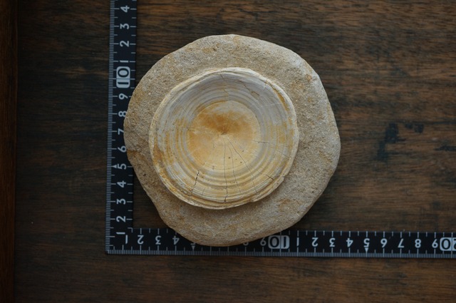 モロッコ産サメ脊椎化石 Otodus obliquus 2426