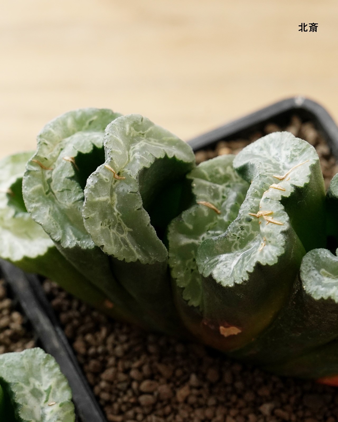 カット苗 ハオルチア 玉扇 写楽 L Haworthia truncata 'Sharaku'