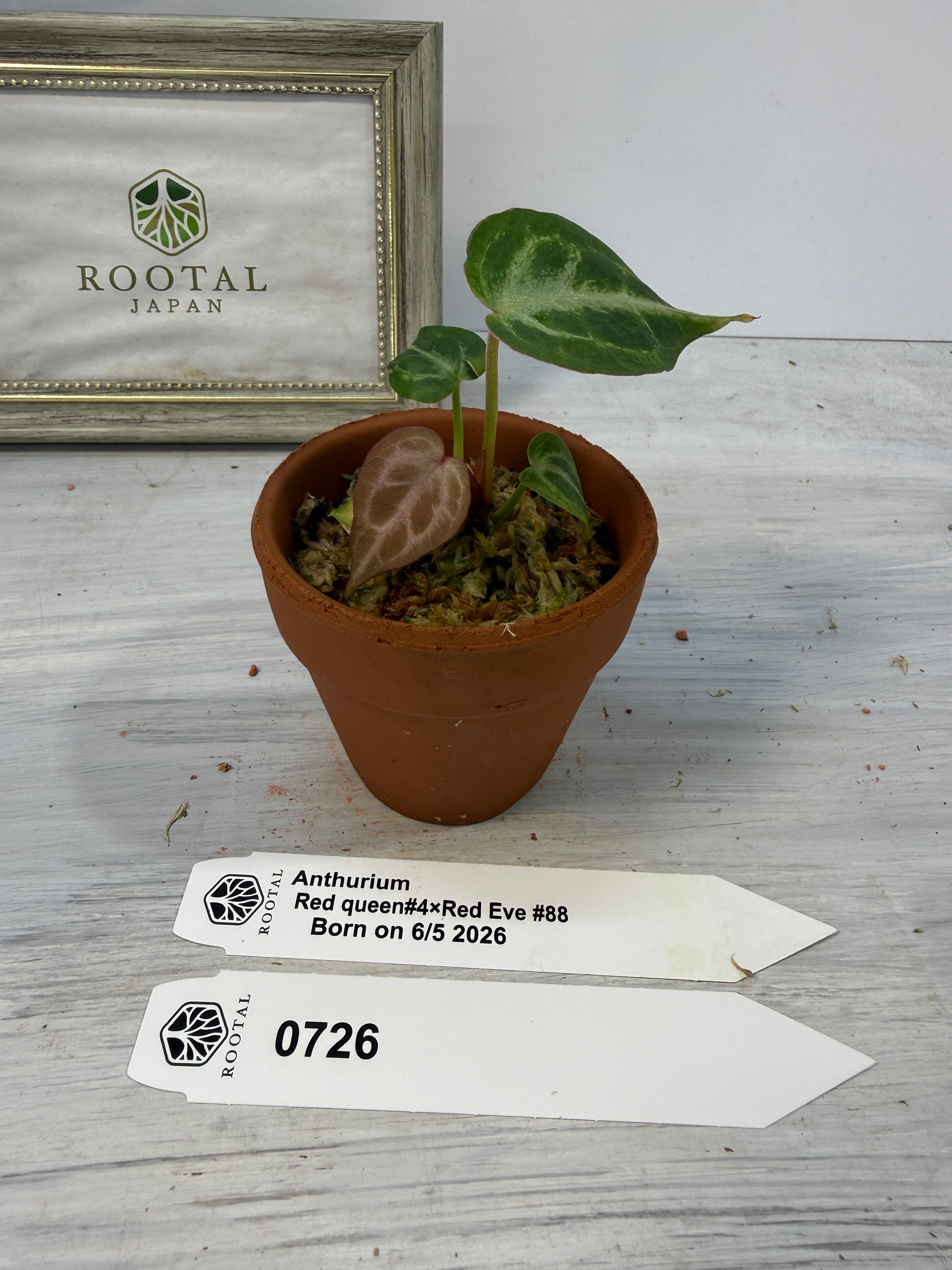 アロカシア　アンスリウム2点セット！1万スタート！！ 一周年記念インスタライブ株【アンスリウム】 | ROOTALPLANTS
