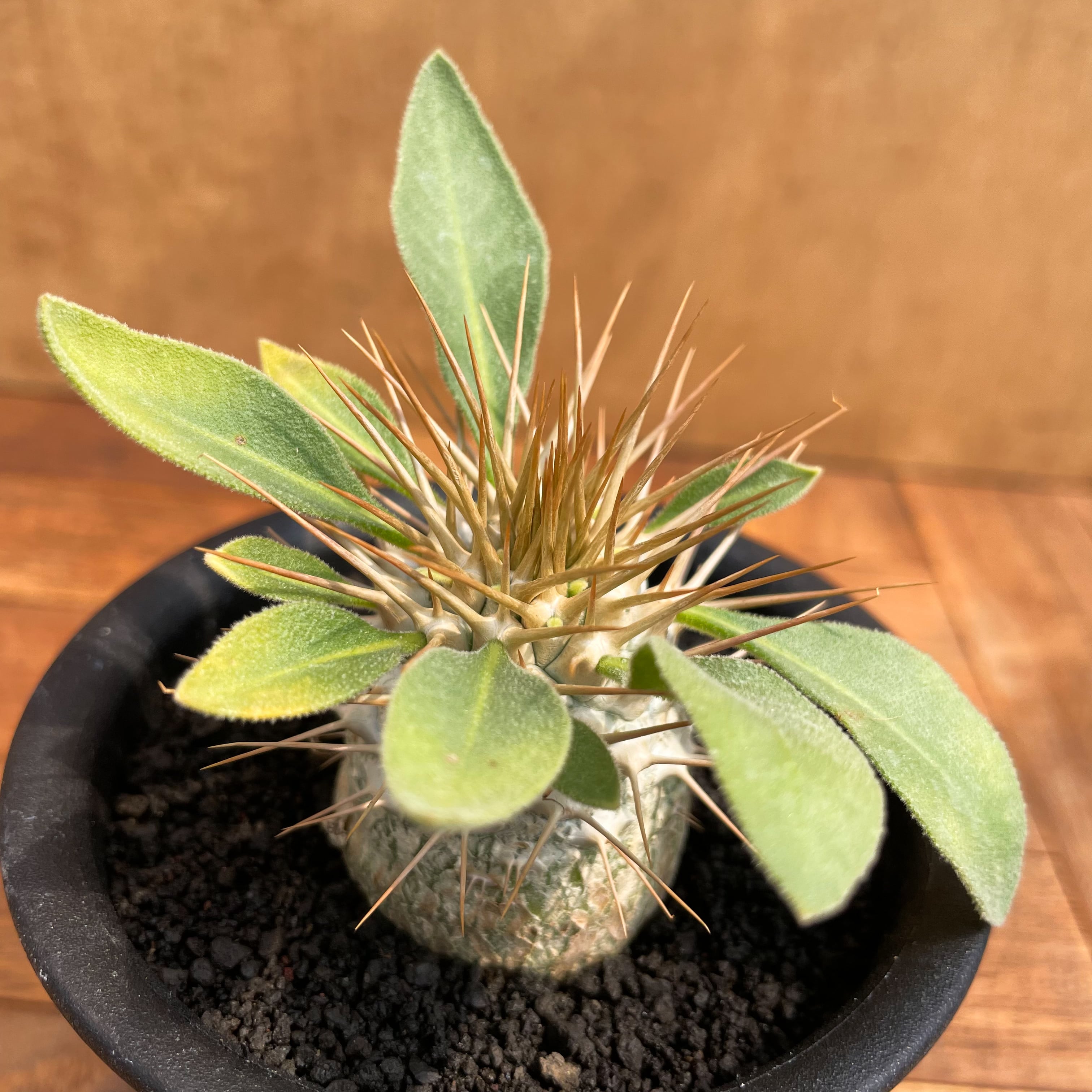 Pachypodium namaquanum【パキポディウム・ナマクアナム・光堂・実生