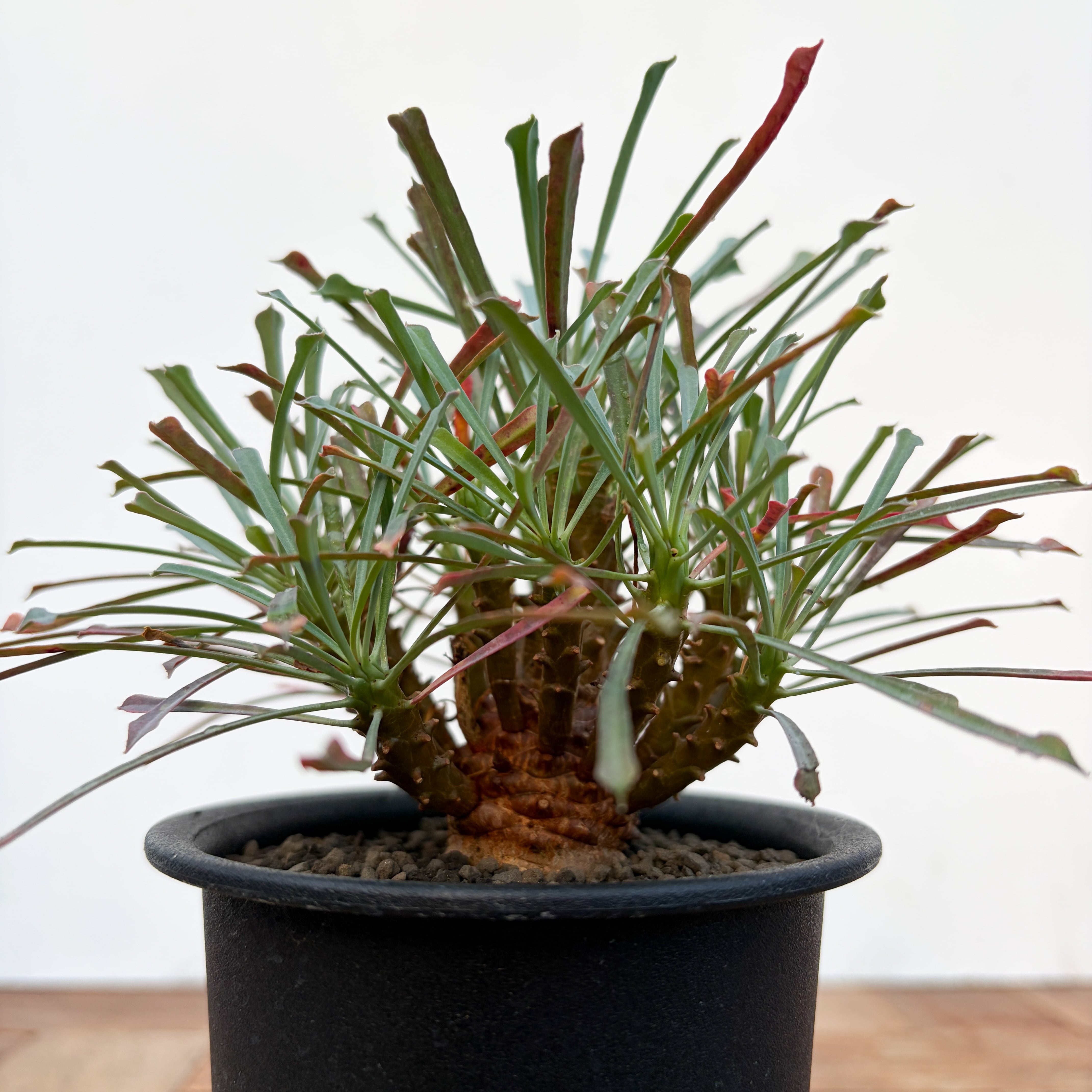 Euphorbia multifolia【ユーフォルビア・ムルチフォリア】 | RIMO'S