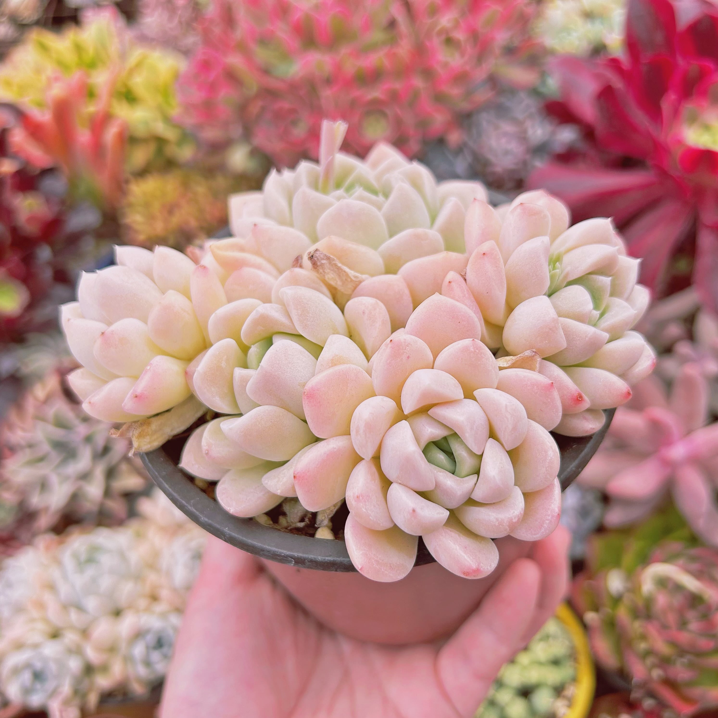 753現物 多肉植物 クリーム美人 特大群生 | るる農園~多肉植物専門