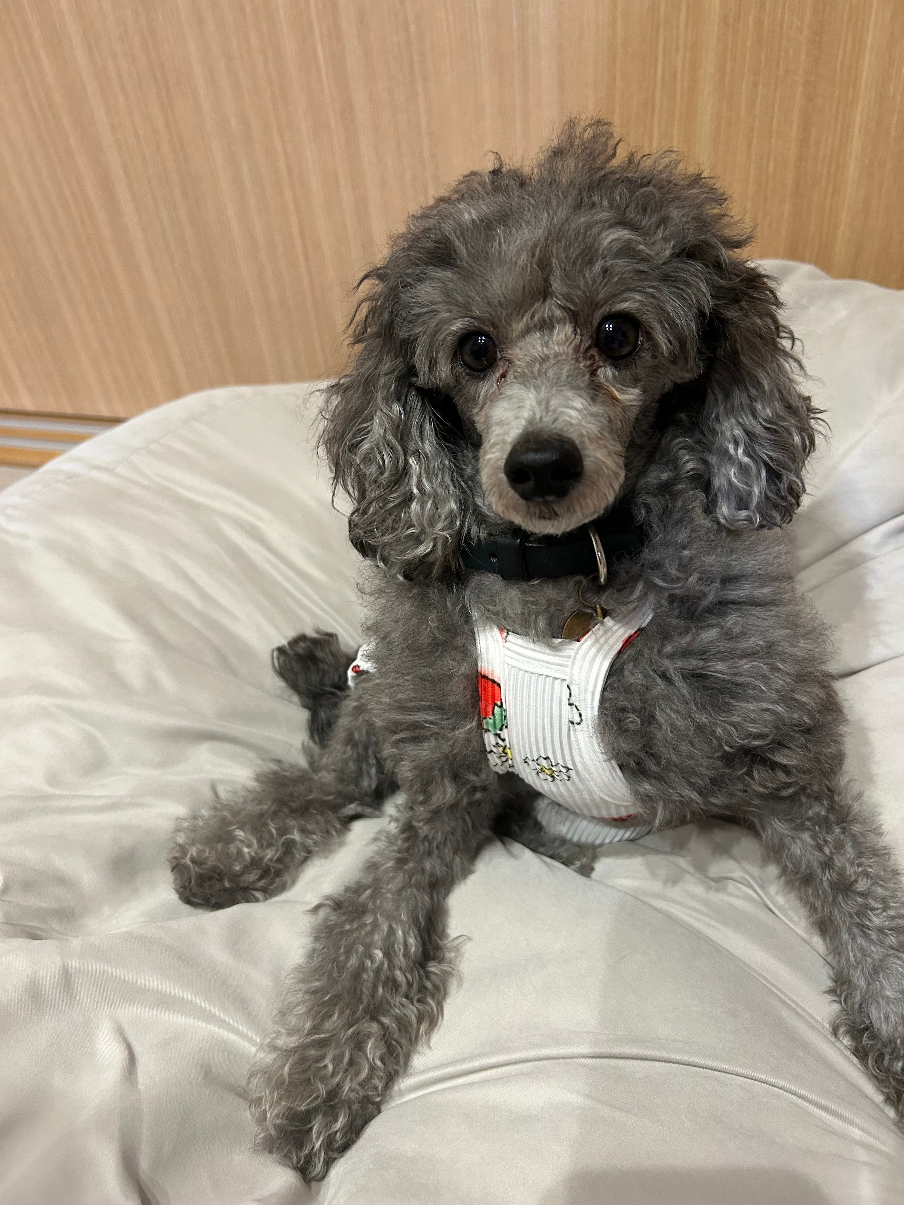 即納】苺のリブサロペット | C.N.R（CHANOORI）