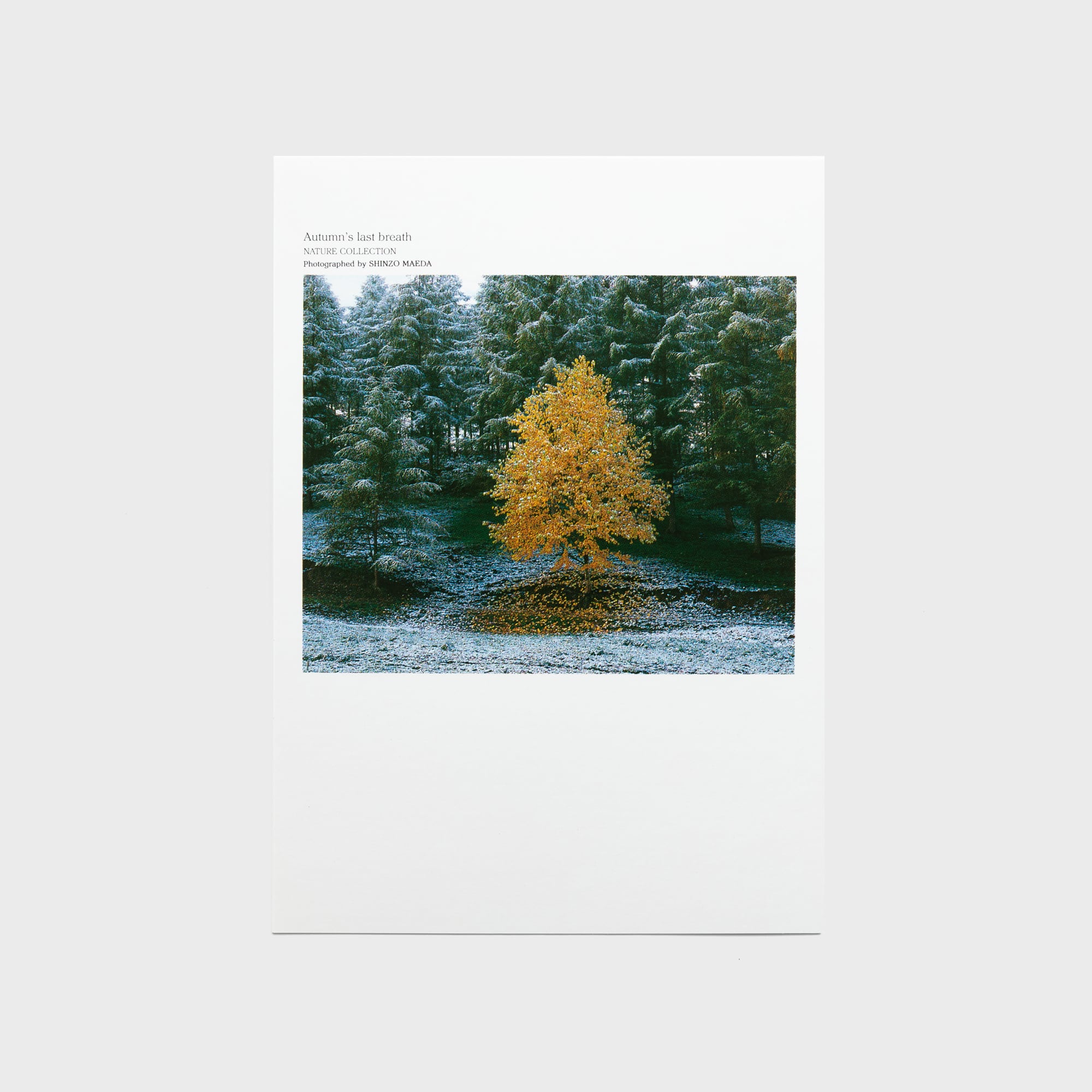 MOTHER EARTH TREES〈ポストカード12枚セット〉 | 拓真館 TAKUSHINKAN