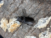 《メタリフェルホソアカ亜種フィナエ パープル系87mm ペア》セルヴォラン氏ブリード個体