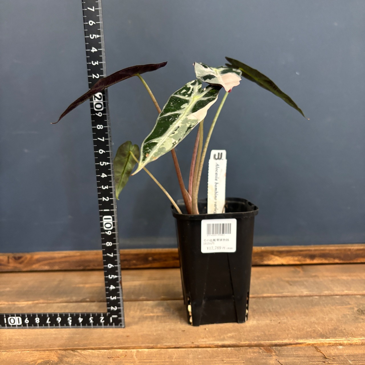 アロカシア　バンビーノ　バリエガータ【564】