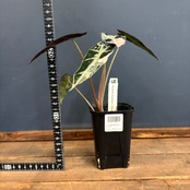 アロカシア　バンビーノ　バリエガータ【564】