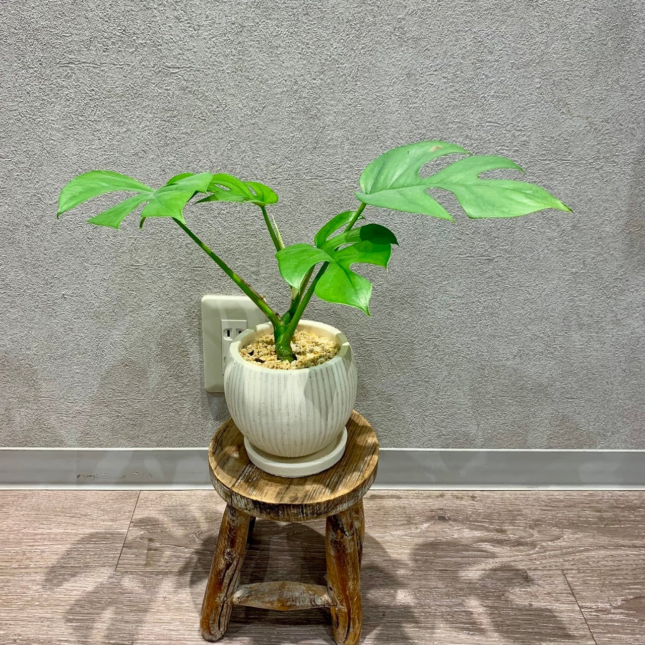 一点もの【ヒメモンステラ】|観葉植物|モンステラ|初心者おすすめ|お祝い