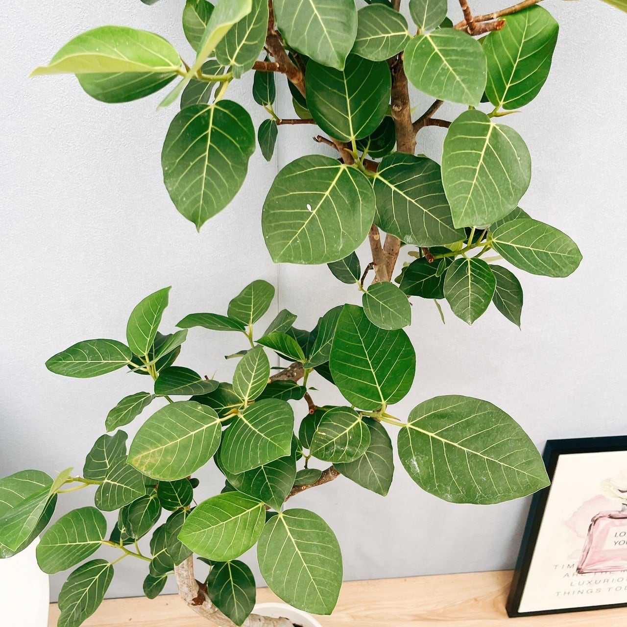 現品］【希少】☆おすすめ☆ 93番 フィカス グランディス 曲がり 8号