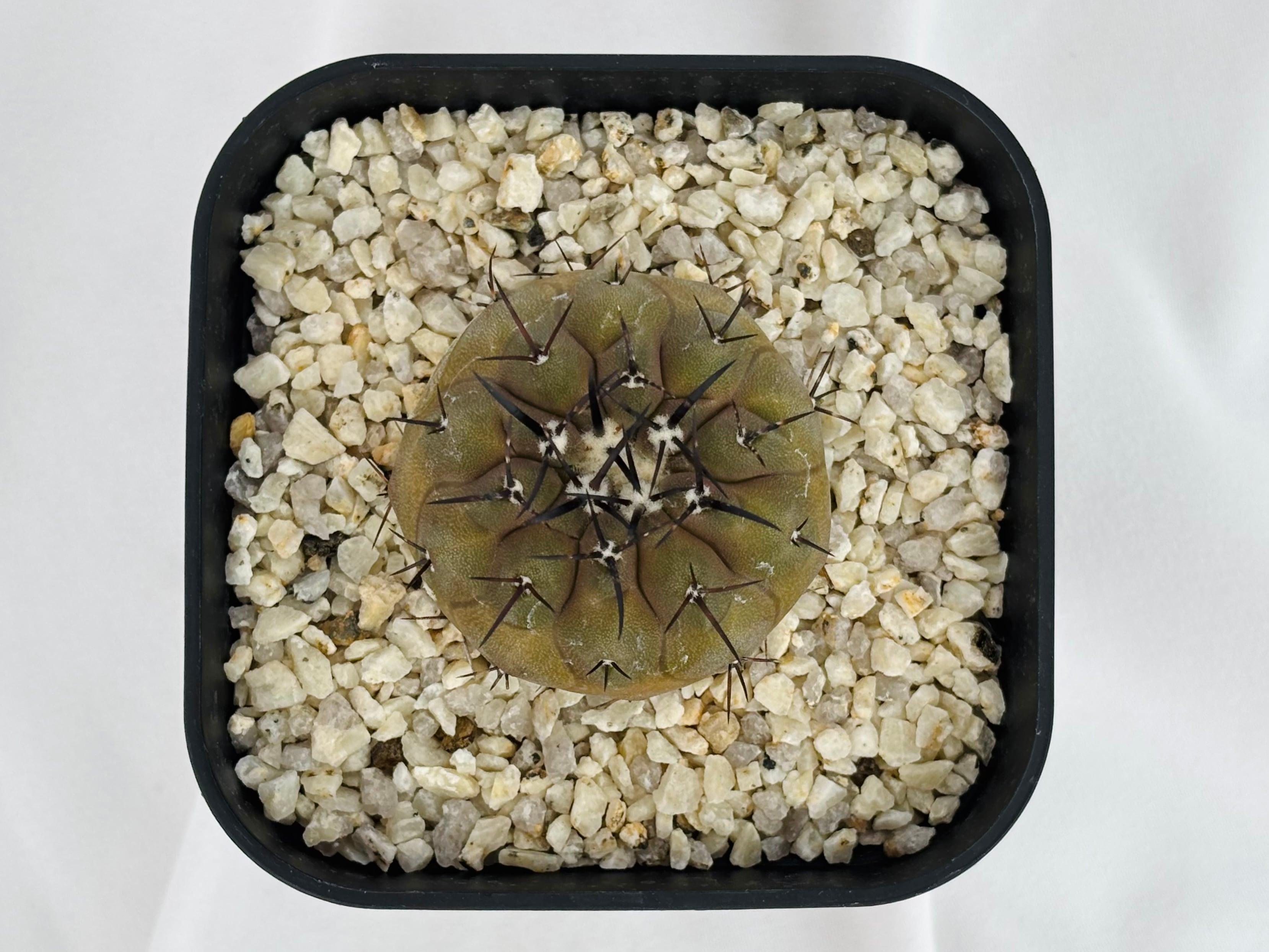Copiapoa cinerea コピアポア シネレア 黒王丸 サボテン | plants MARU