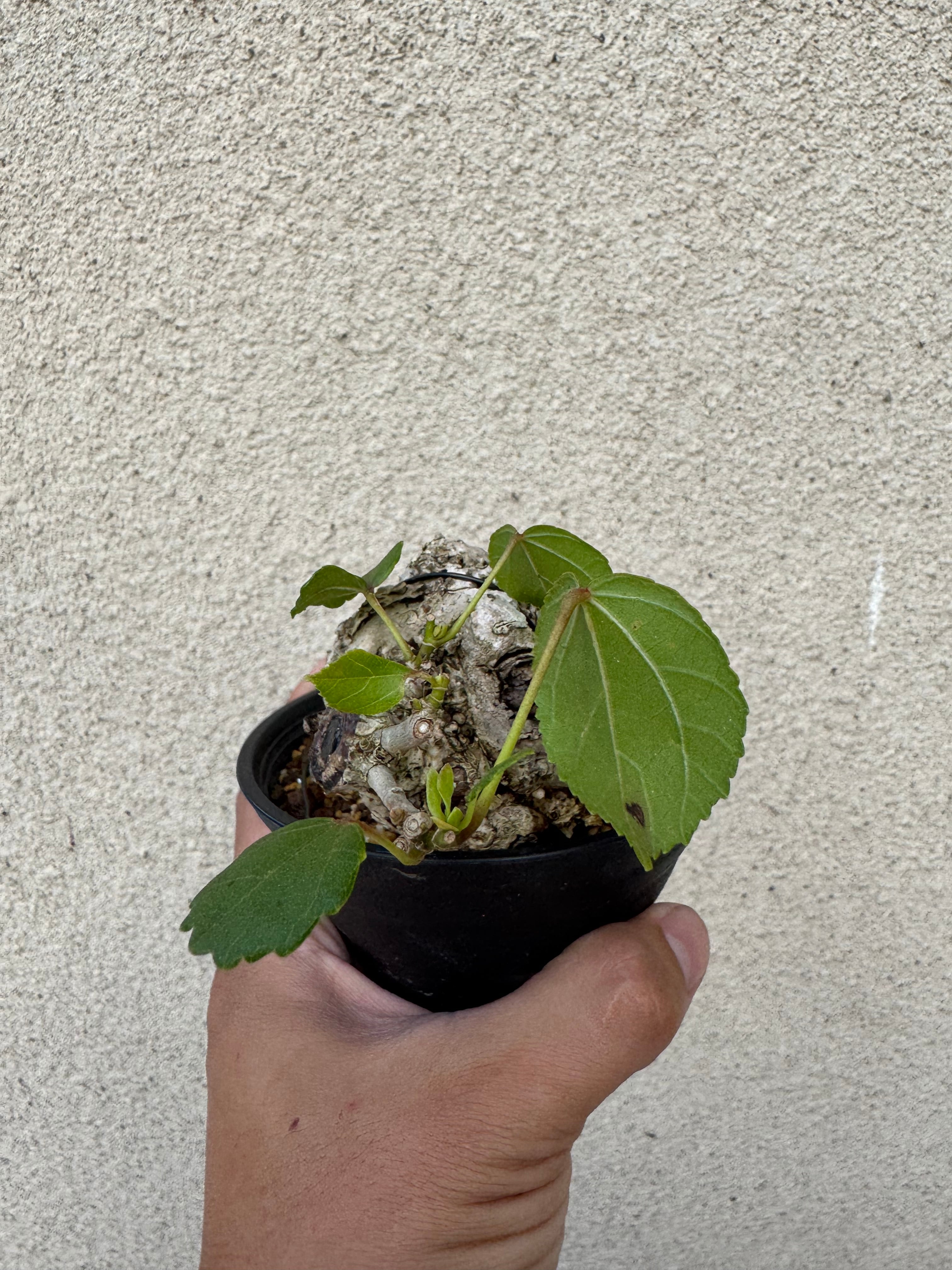 琉球盆栽】Talipariti tiliaceum 【ユウナ / オオハマボウ】初心者向け