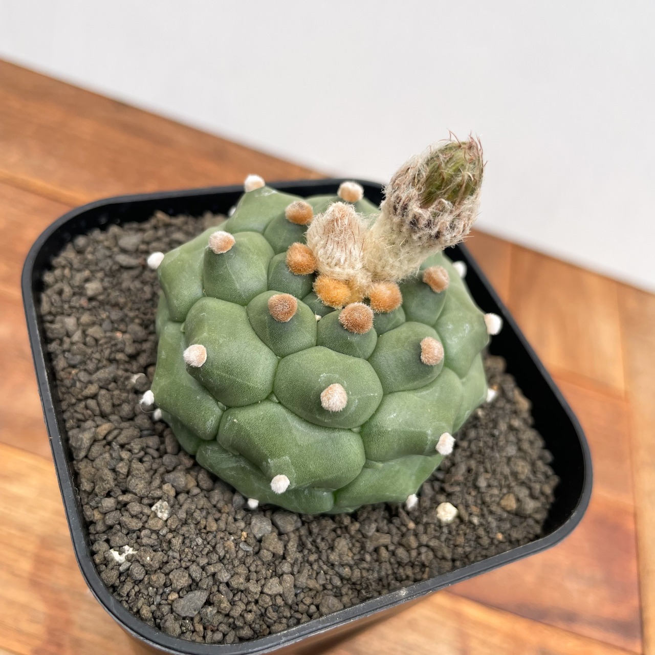 Astrophytum asterias f.nudum【アストロフィツム・亀甲瑠璃兜】