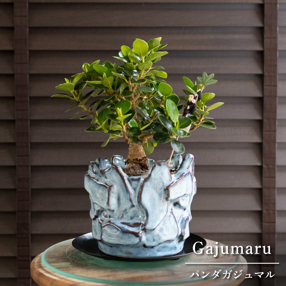 パンダガジュマル 5号 陶器鉢 ピック付 観葉植物 ガジュマルの木 ガジュマル 0405BL
