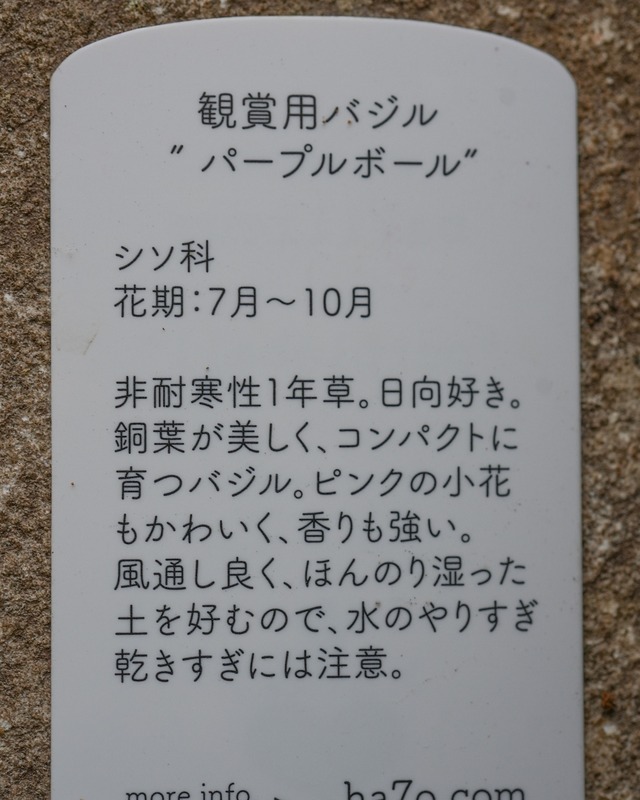 バジル　パープルボール’　3号