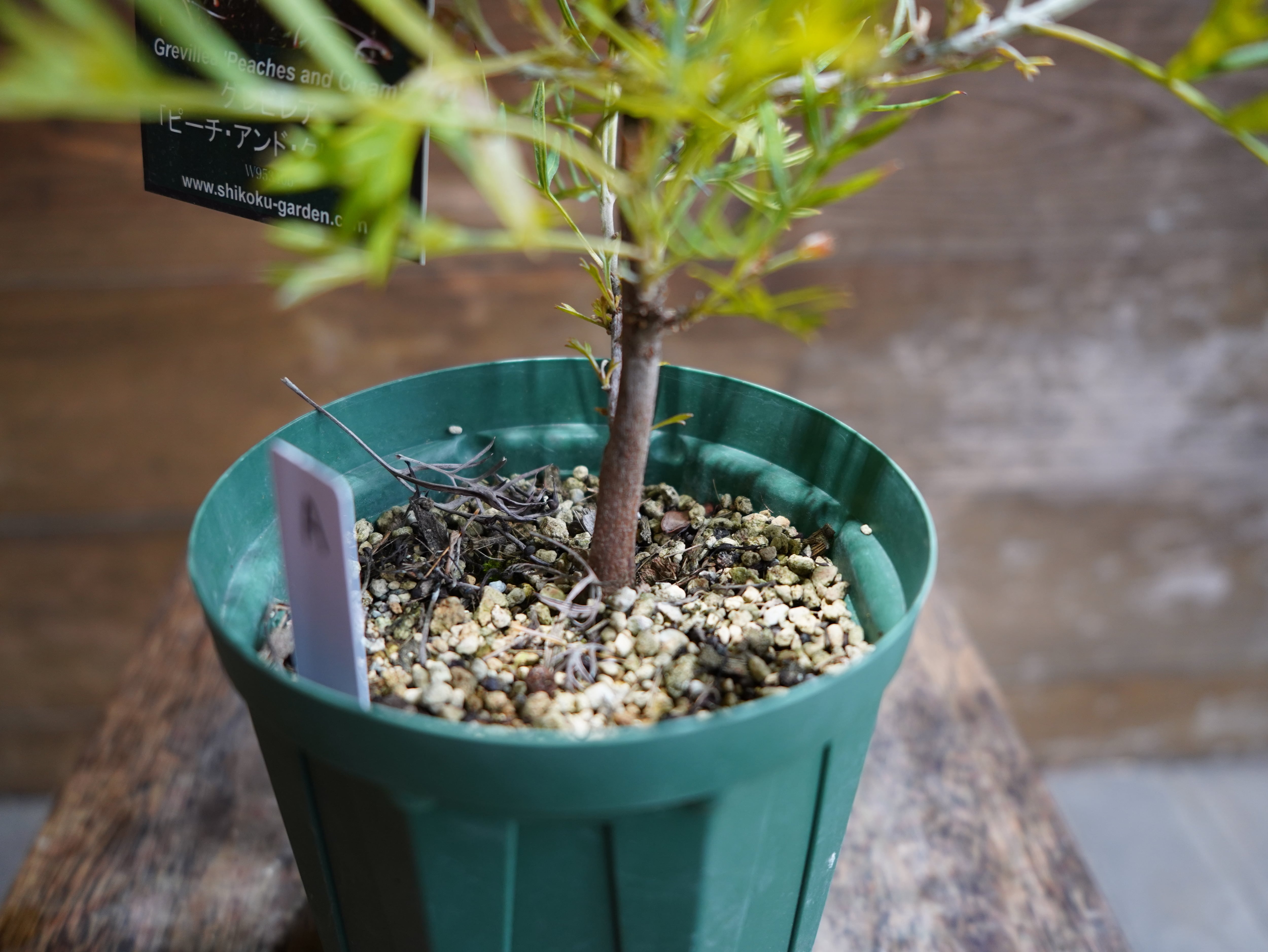 【現物】グレビレア　”ピーチアンドクリーム”　A