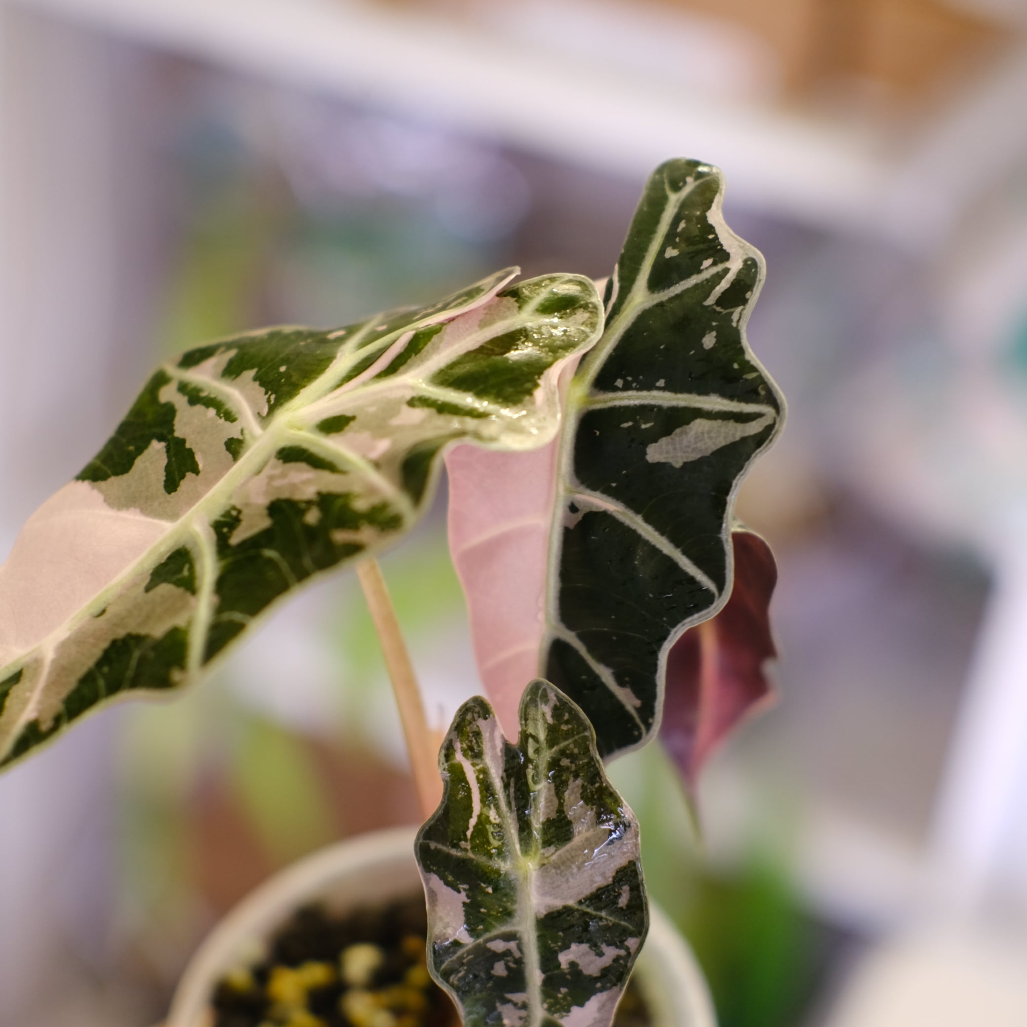 アロカシアポリー斑入り　alocasia polly variegated Alocasia Amazonica Polly Pink varigated⑥│アロカシア アマゾニカ