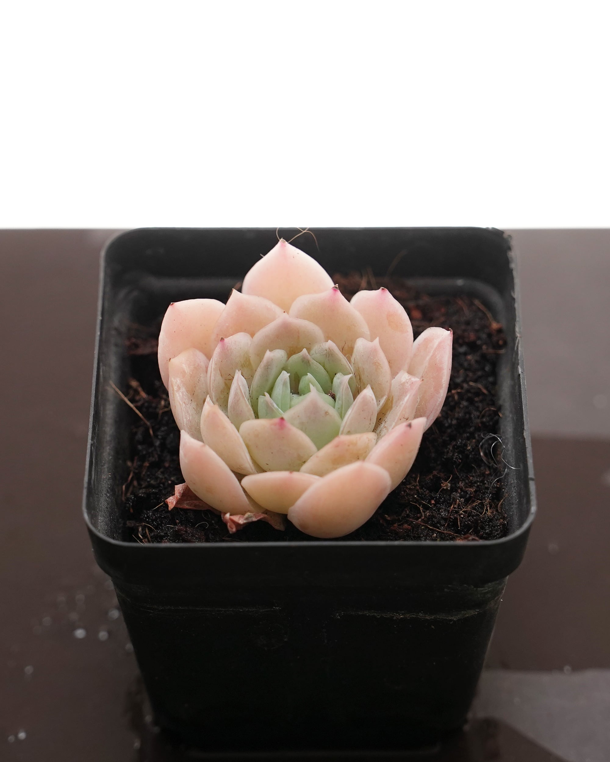 レア度で選ぶ | PUKUBOOK SUCCULENTS