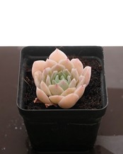 抜き苗 シムランス Echeveria simulans