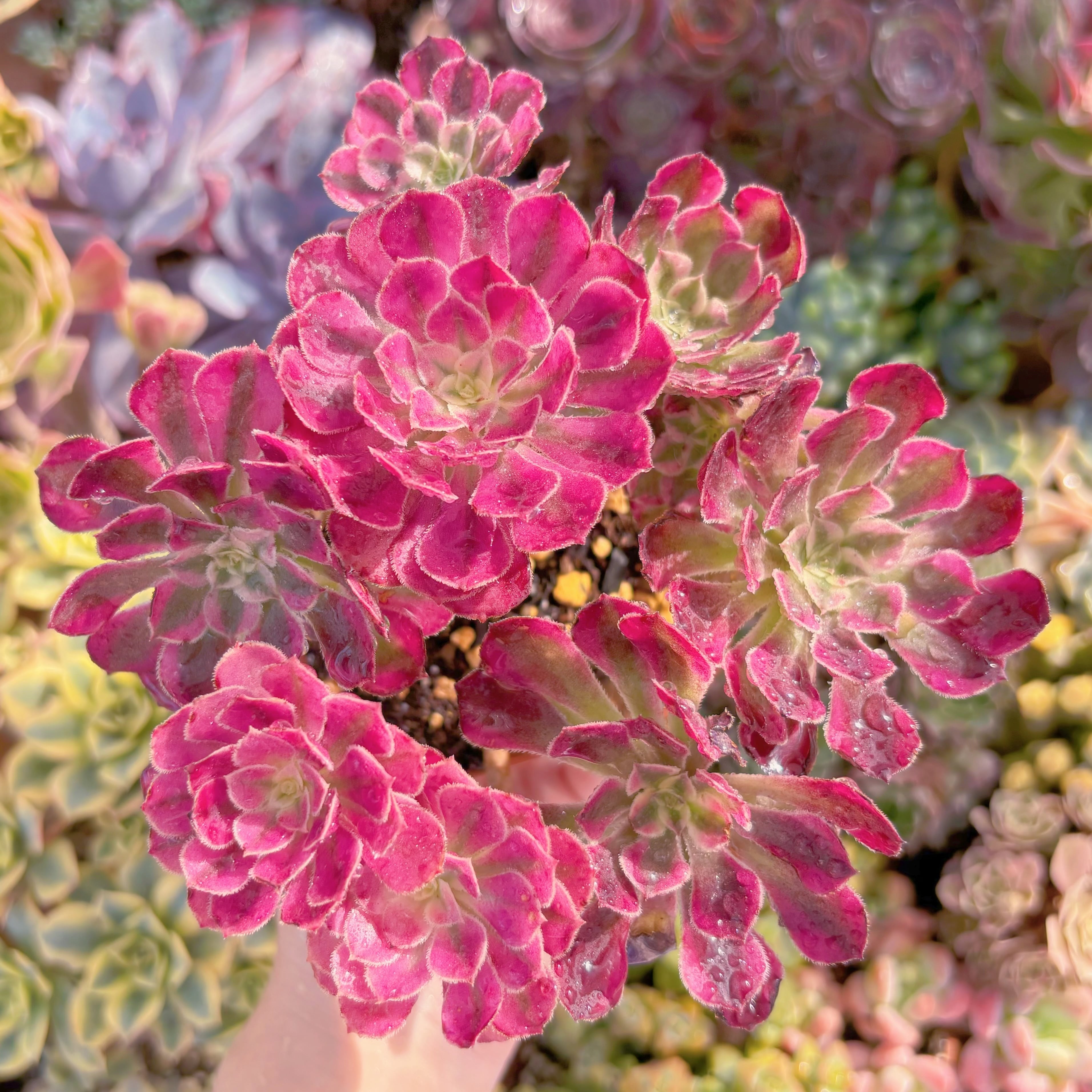 現品　ブラックチェリー#579　大群生　るる農園