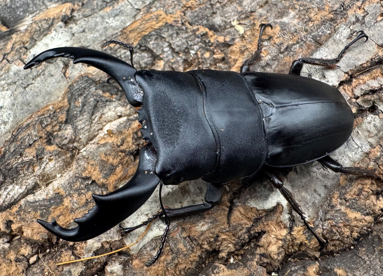 【WD】《スラウェシオオヒラタ 南スラウェシ産 78.5mm ペア》