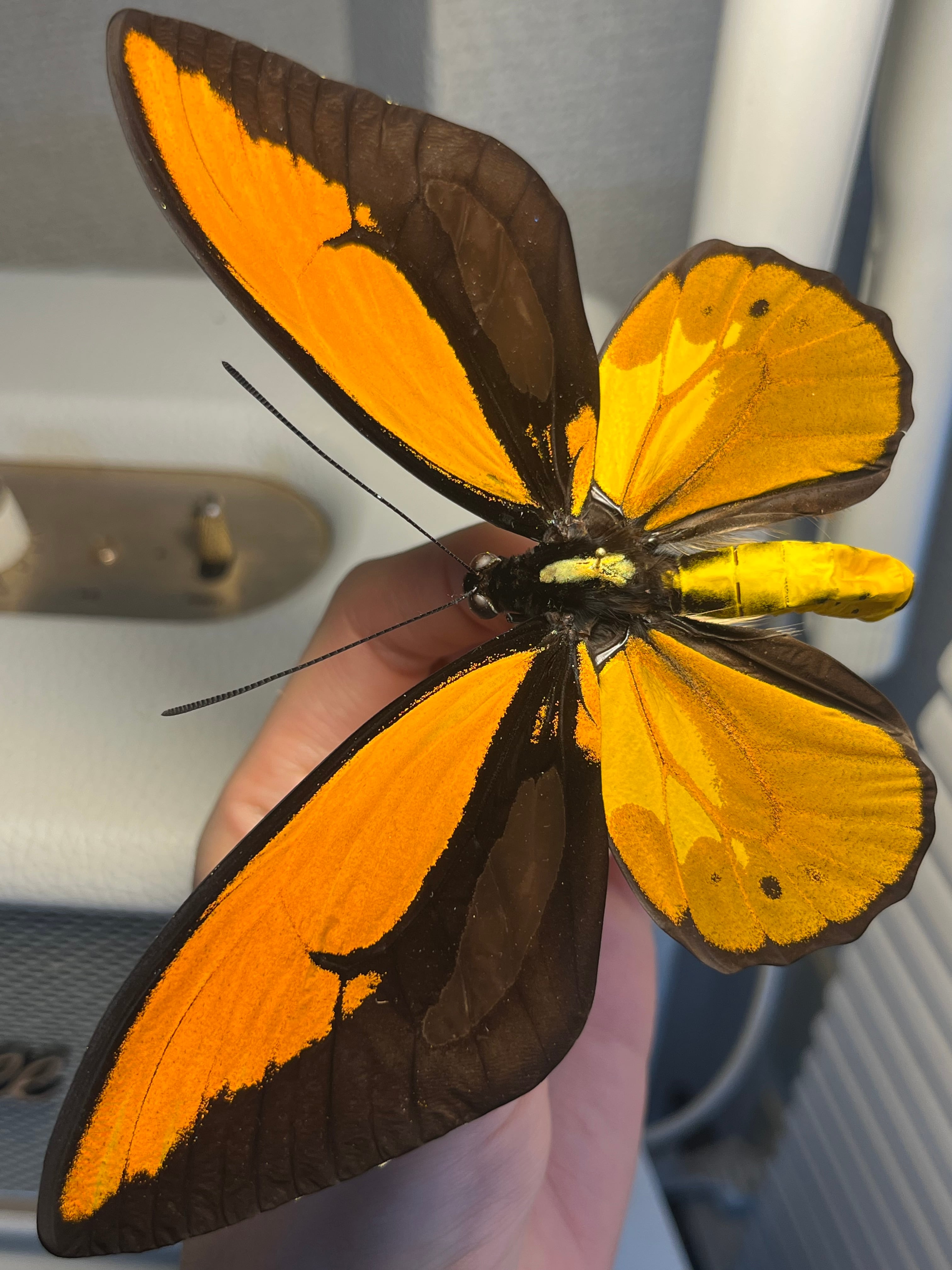 アカメガネトリバネアゲハ 外国産蝶標本 モルフォ 蝶 標本 野外採集品
