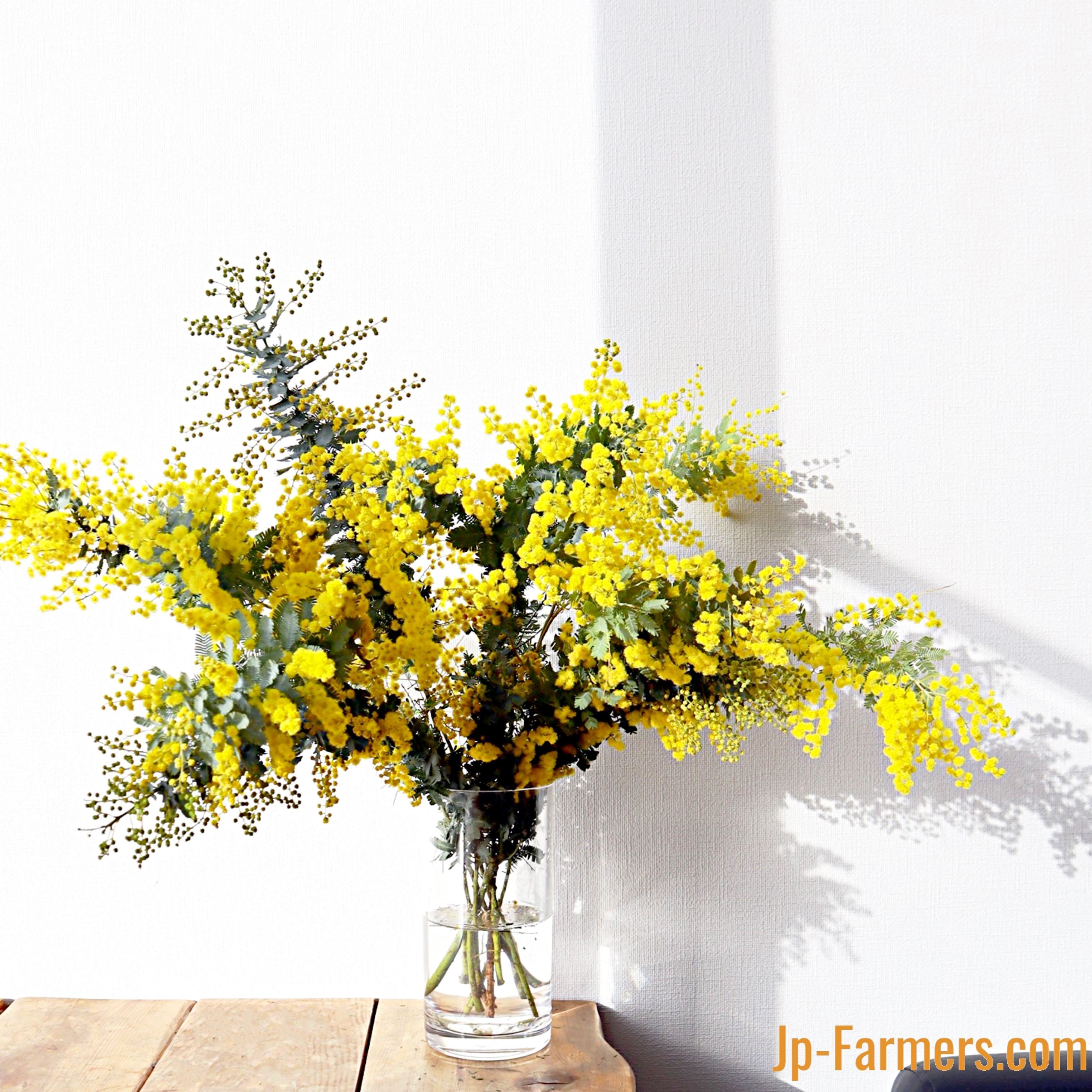 冬の太陽 国産ミモザアカシア お得な2束セット | 新鮮お花問屋 Jp