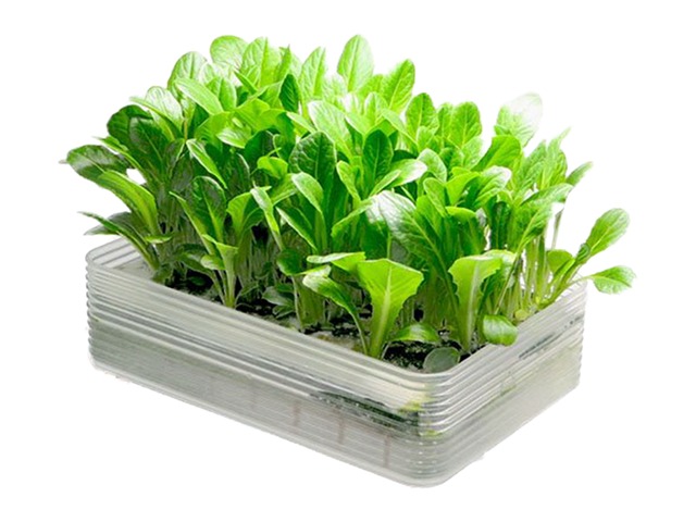 ミニ水耕菜園キット　ベビーロメイン