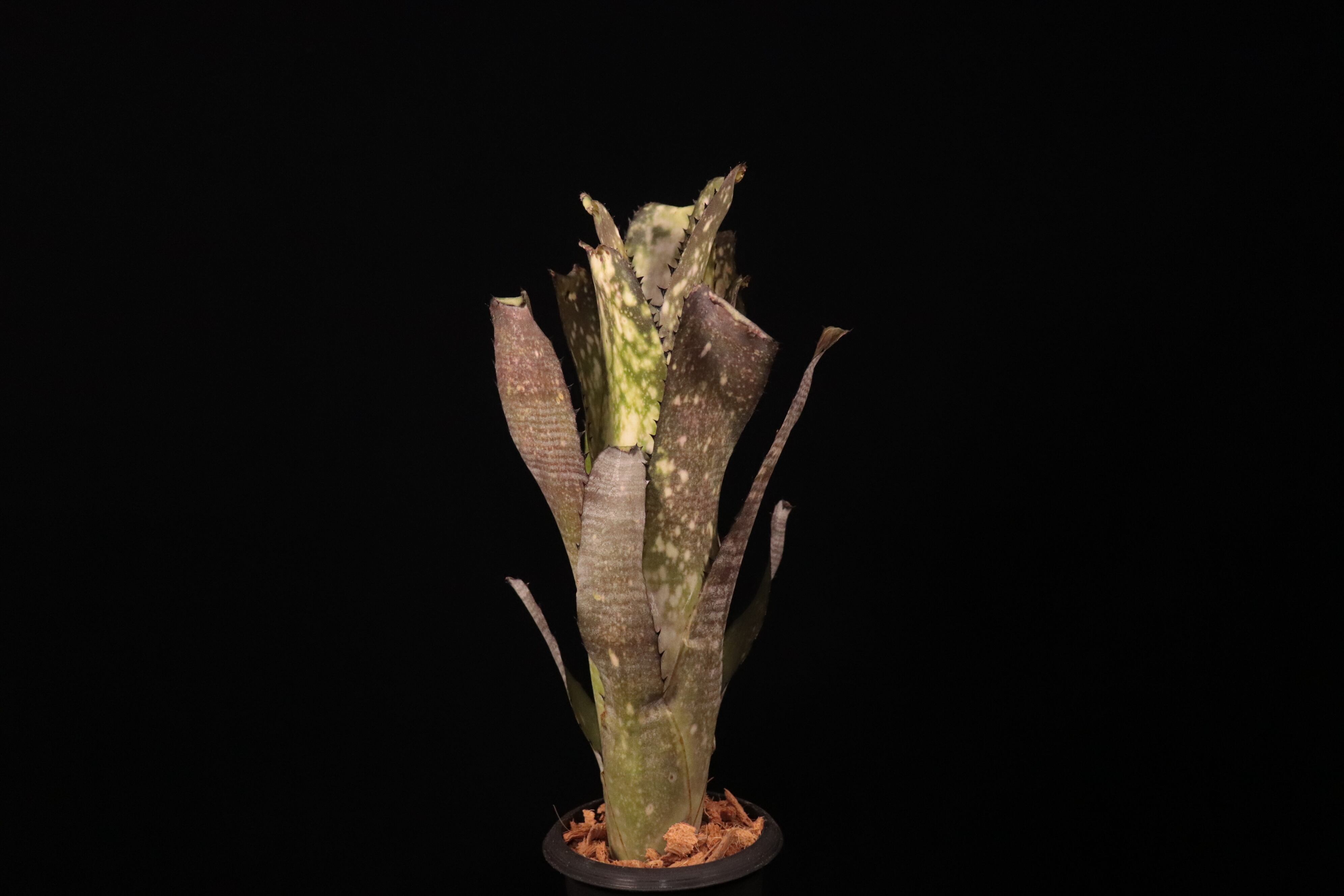 ビルベルギア ☆ Billbergia 'Kahakai' ☆ タンクブロメリア 観葉植物