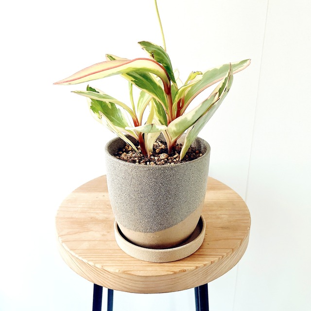 ◎一点もの ペペロミア・ピンクレディ｜陶器鉢仕立て・3号鉢