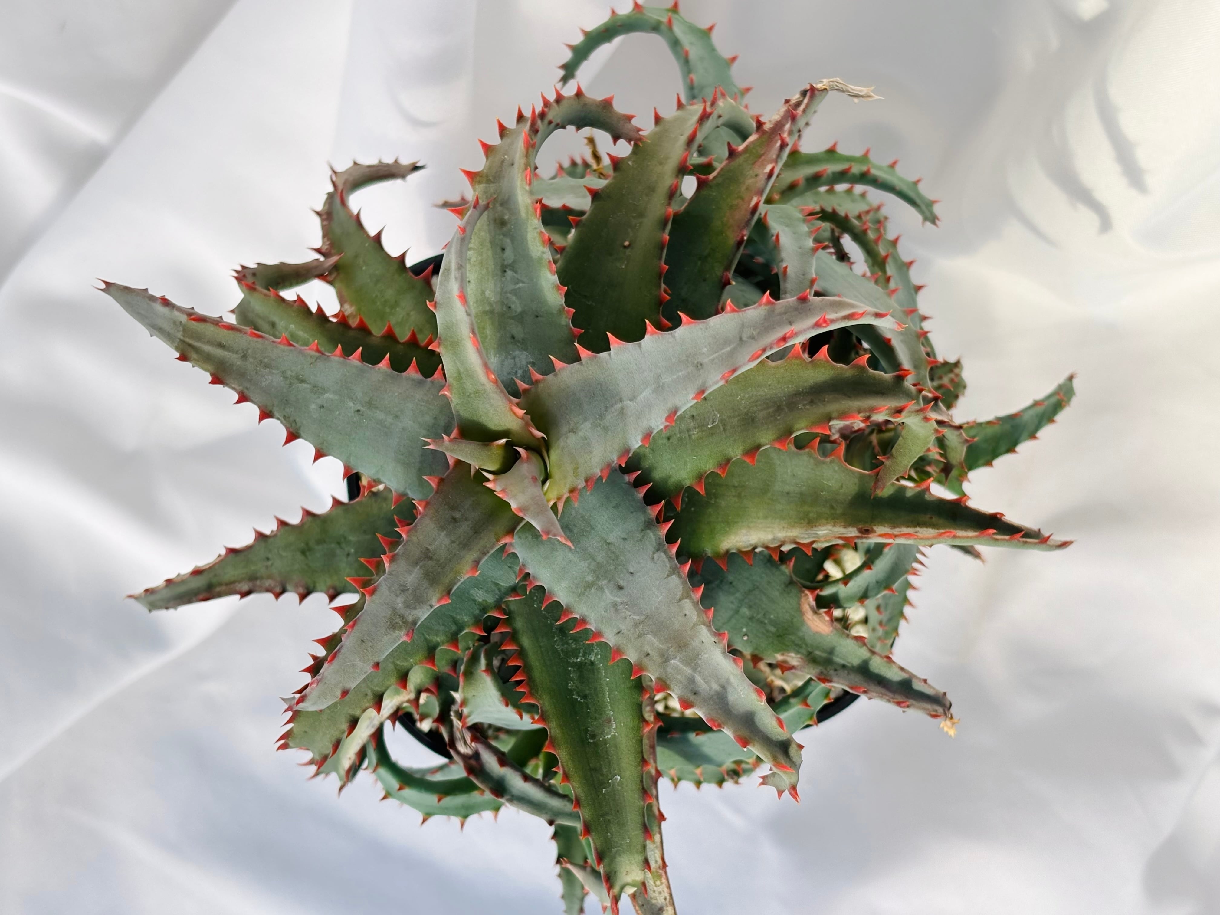Aloe hybrid アロエ ハイブリッド 多肉植物 | plants MARU ーサボテン