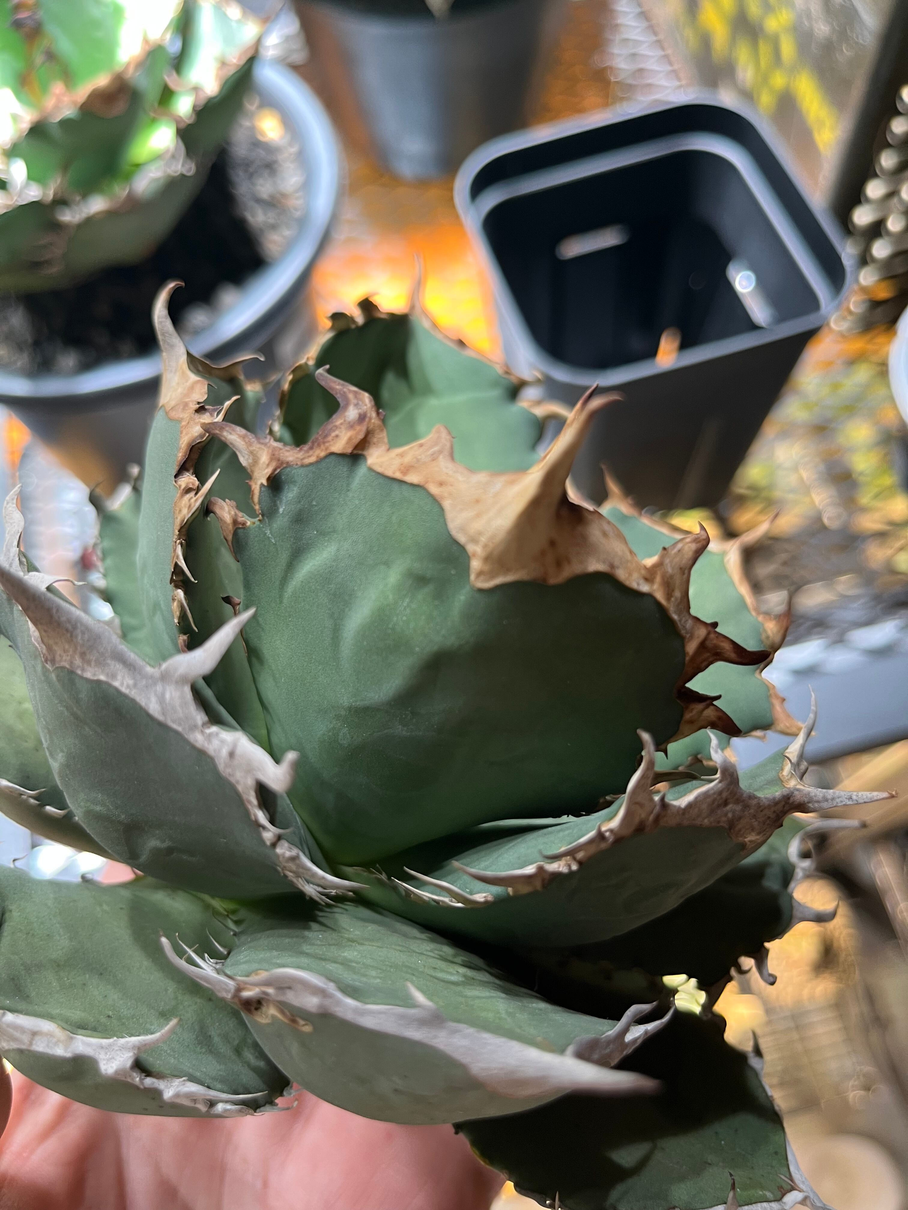 アガベ FO-076（インドネシア系） | Pay ID