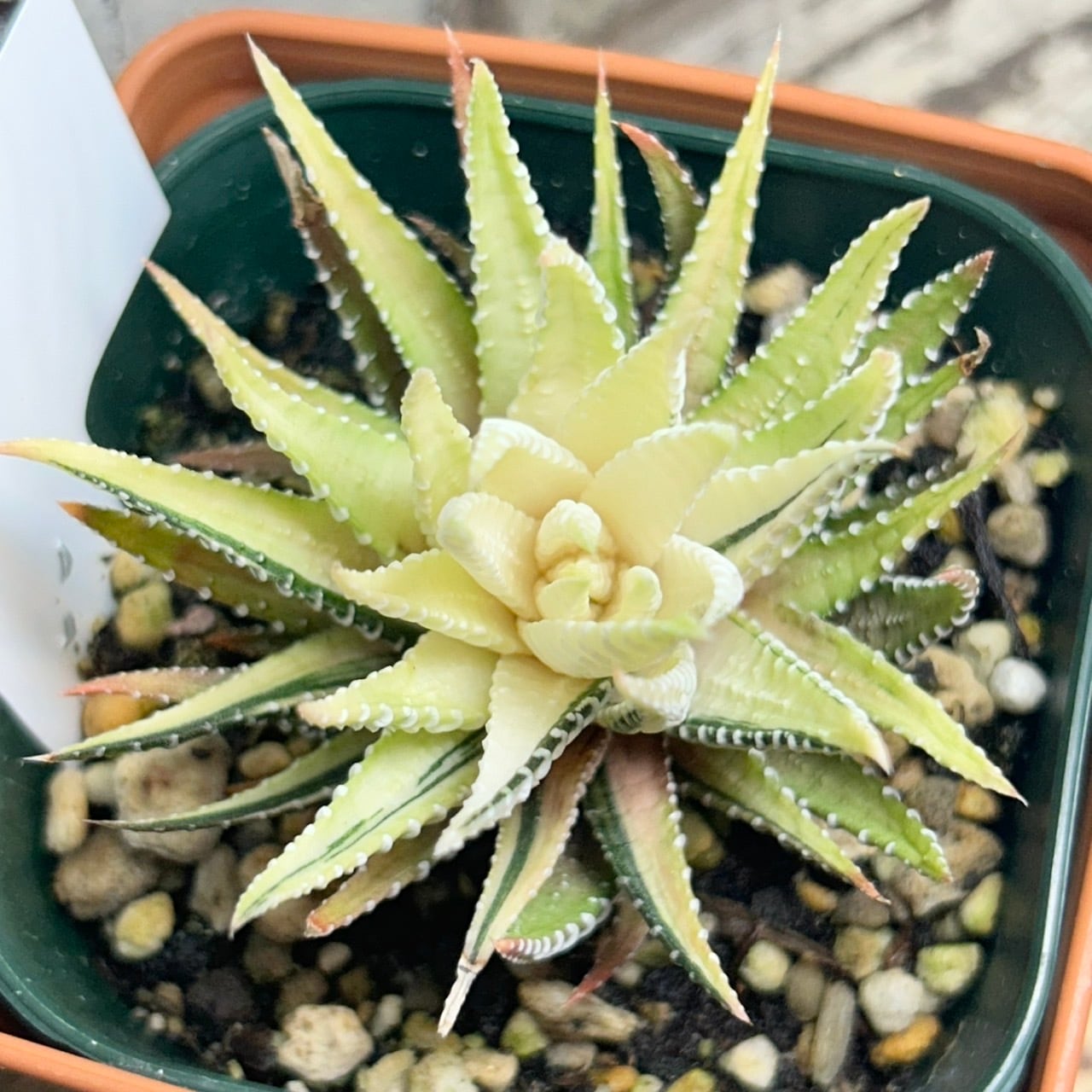 ハオルチア白蝶 | RuPo 多肉植物専門店