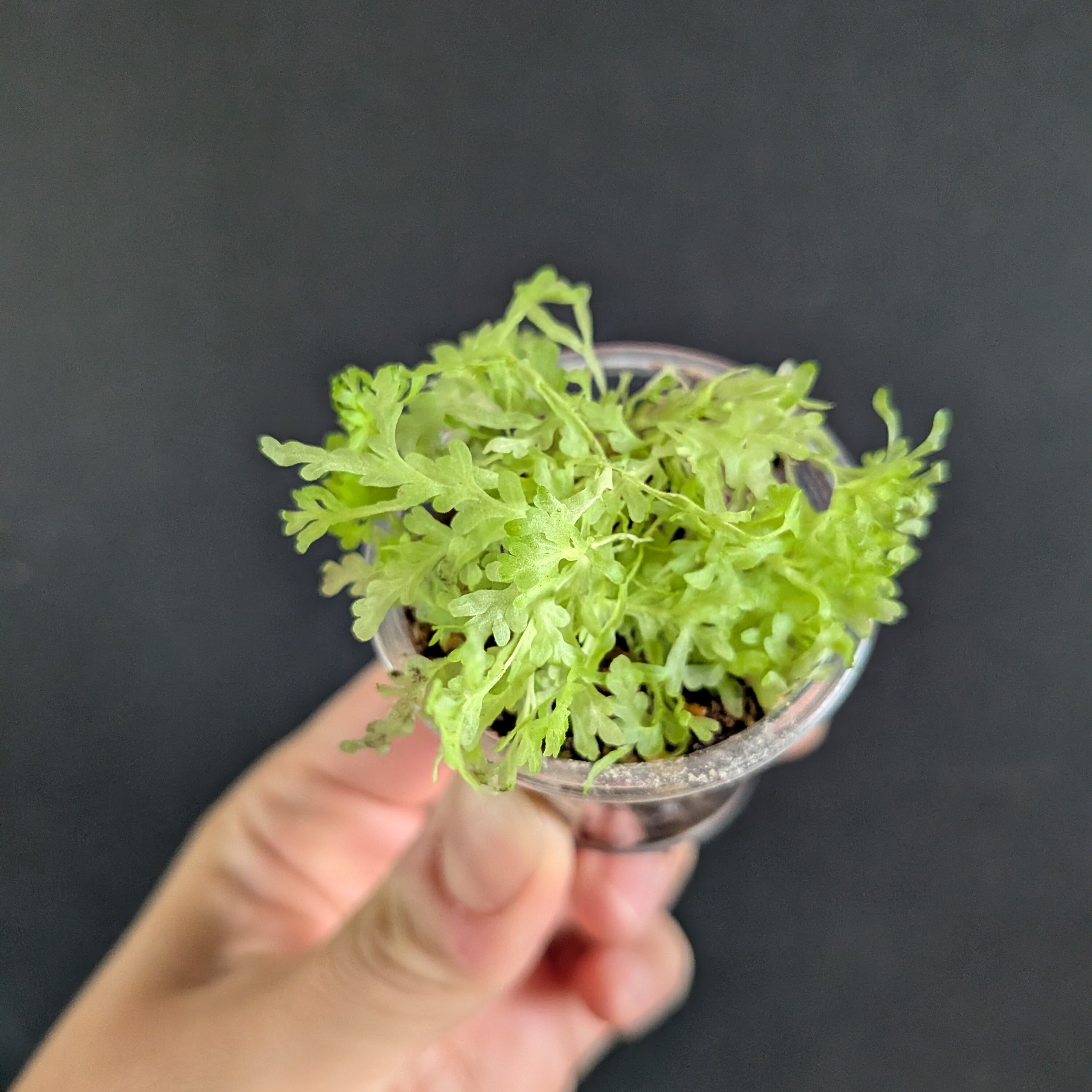 ネフロレピス ライムシャワー(シダ植物)苔テラリウム作製用素材◆極小型ブッシュタイプ