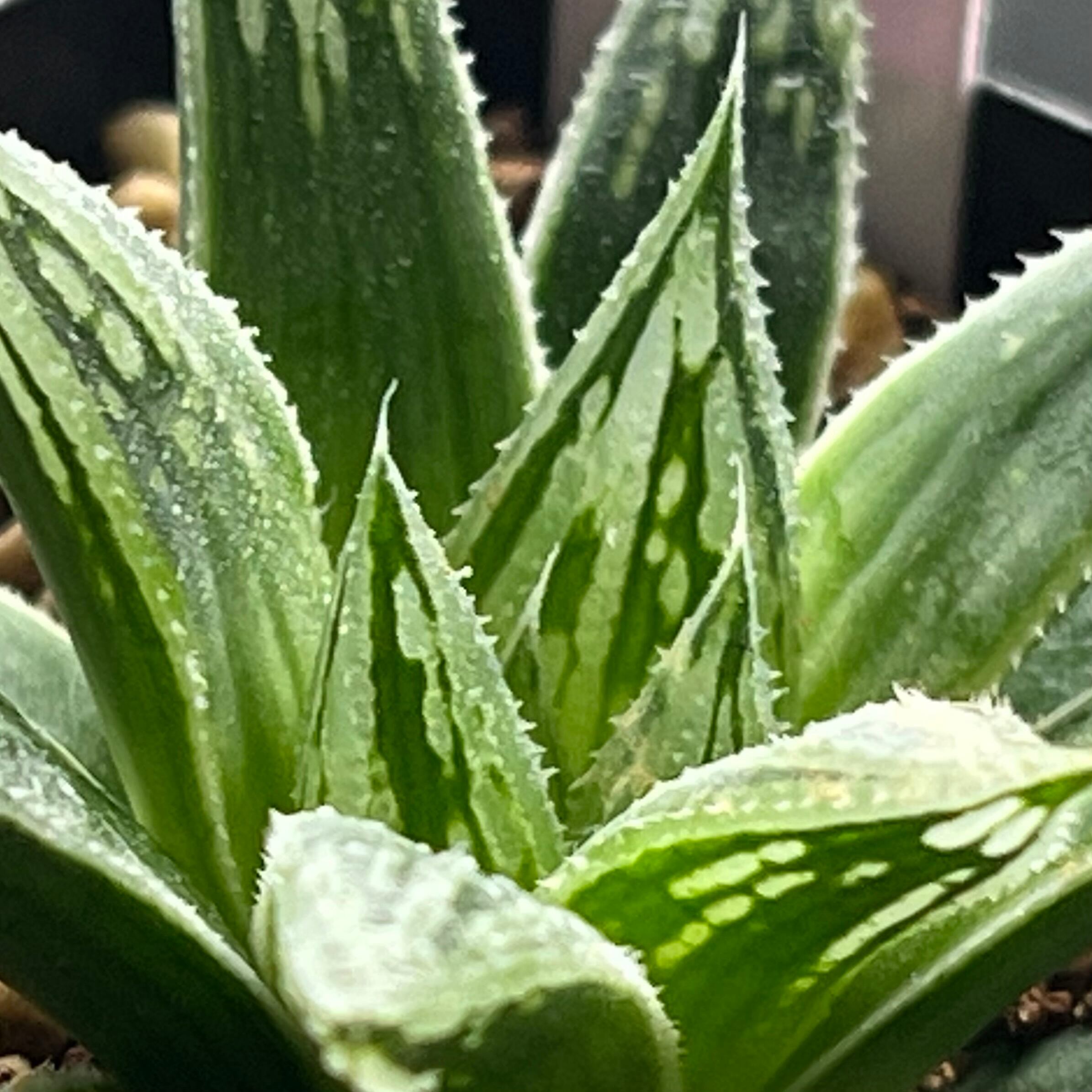 ハオルチア 森の雫 | mocono_plants