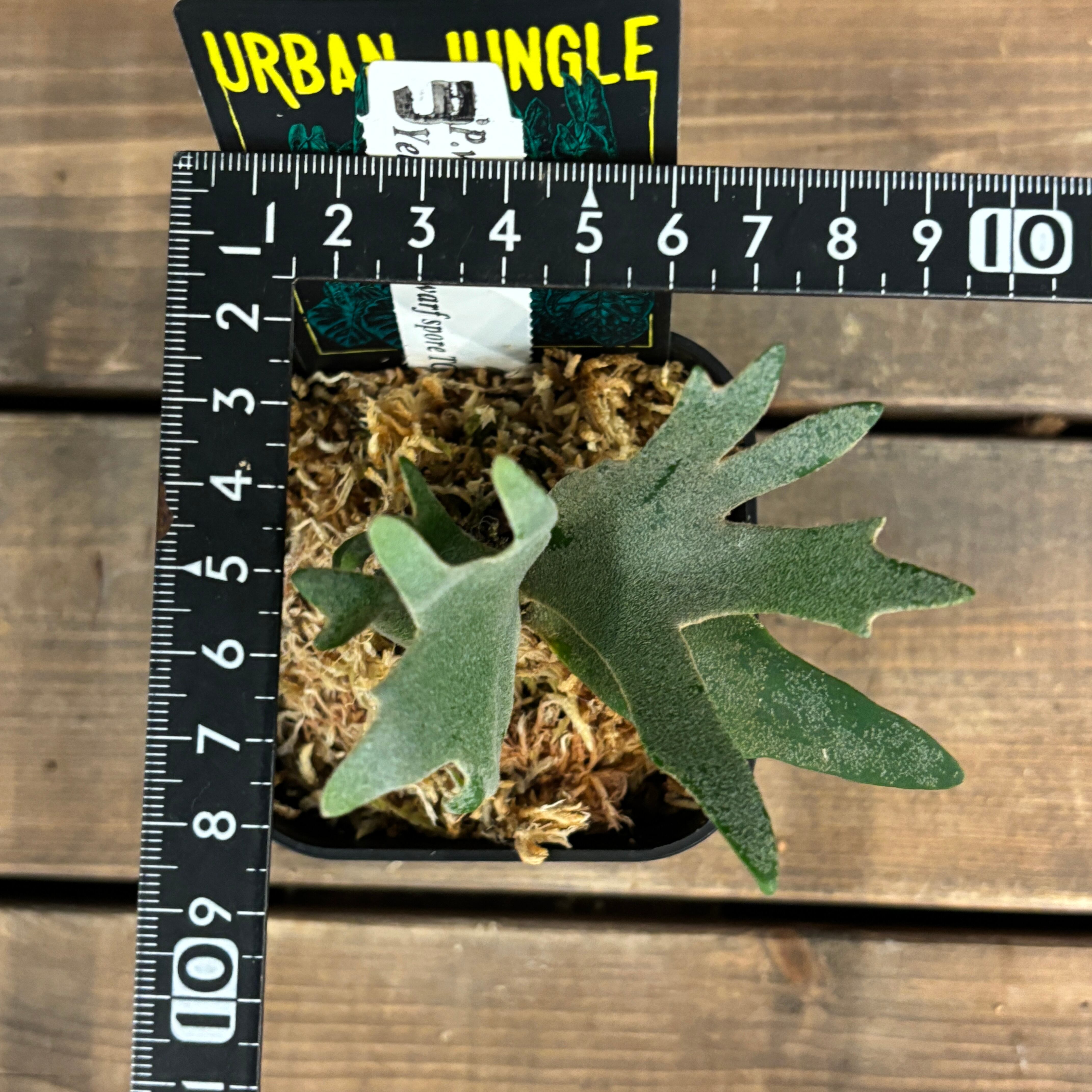 ビカクシダ イエロームーン ドワーフ spore TC (P.willinckii