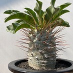 Pachypodium namaquanum【パキポディウム・ナマクアナム・光堂】