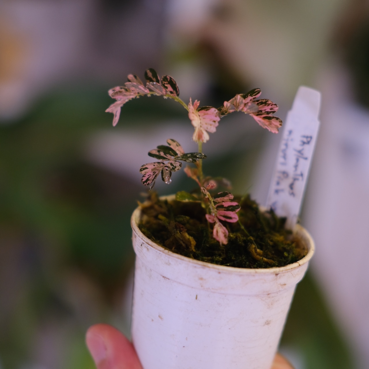 Phyllanthus urinaria 'Pink Variegated'│フィランサス・ウリナリア ピンク斑入り⑤│観葉植物
