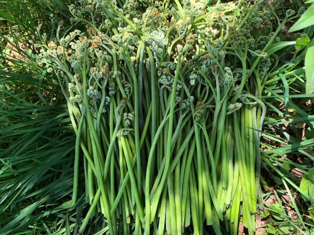 ☆トクサ☆大量500本！☆数量限定！！☆信州産☆ 【公式通販】