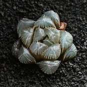 カット苗 ハオルチア 巨大赤線レンズオブツーサ Haworthia 'Kyodai Akasen Lens'