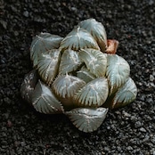 抜き苗 巨大赤線レンズオブツーサ Haworthia 'Kyodai Akasen Lens'