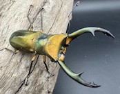 【美麗】《エラフスホソアカ 65mm ペア》