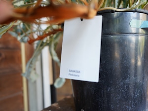 【現物】バンクシア "ペティオラリス"