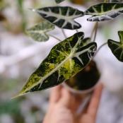 アロカシア バンビーノ イエロー / Alocasia bambino variegated 'Yellow'⑧ / 観葉植物
