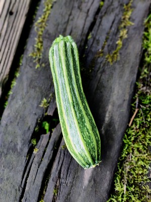 【ナッツのような風味】ロマネスコズッキーニ -zucchini-